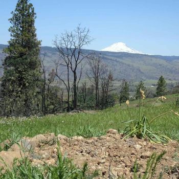 natural burial cemetery site near Columbia River Gorge with Mount Adams view